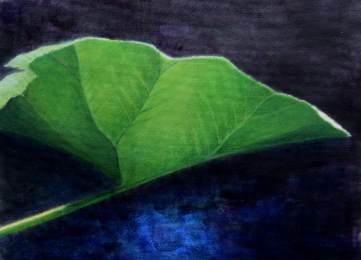 Gunnera Leaf 作者 林肯·塞利格曼