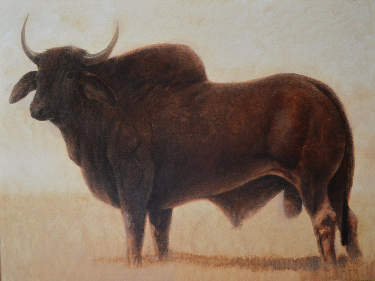 Brahmin Bull 作者 林肯·塞利格曼