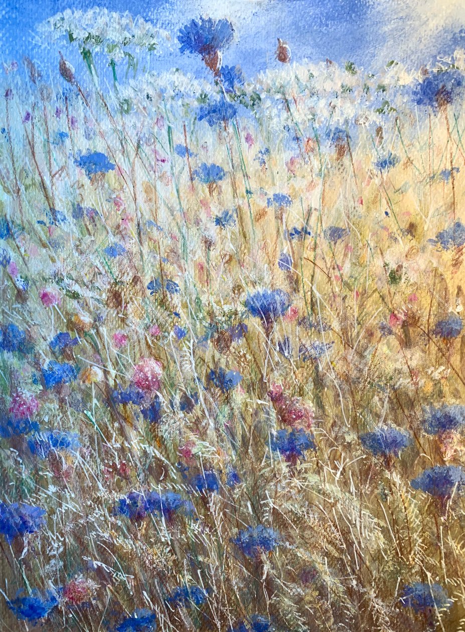 矢车菊花2 作者 林肯·塞利格曼