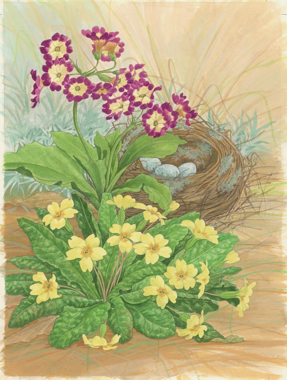 Auricula，Primrose and Nest，1998（wc on paper） 作者 琳达·本顿
