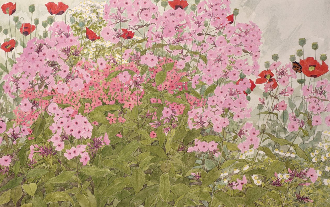 粉红色的福禄考和罂粟花蝴蝶（纸上的wc） 作者 琳达·本顿