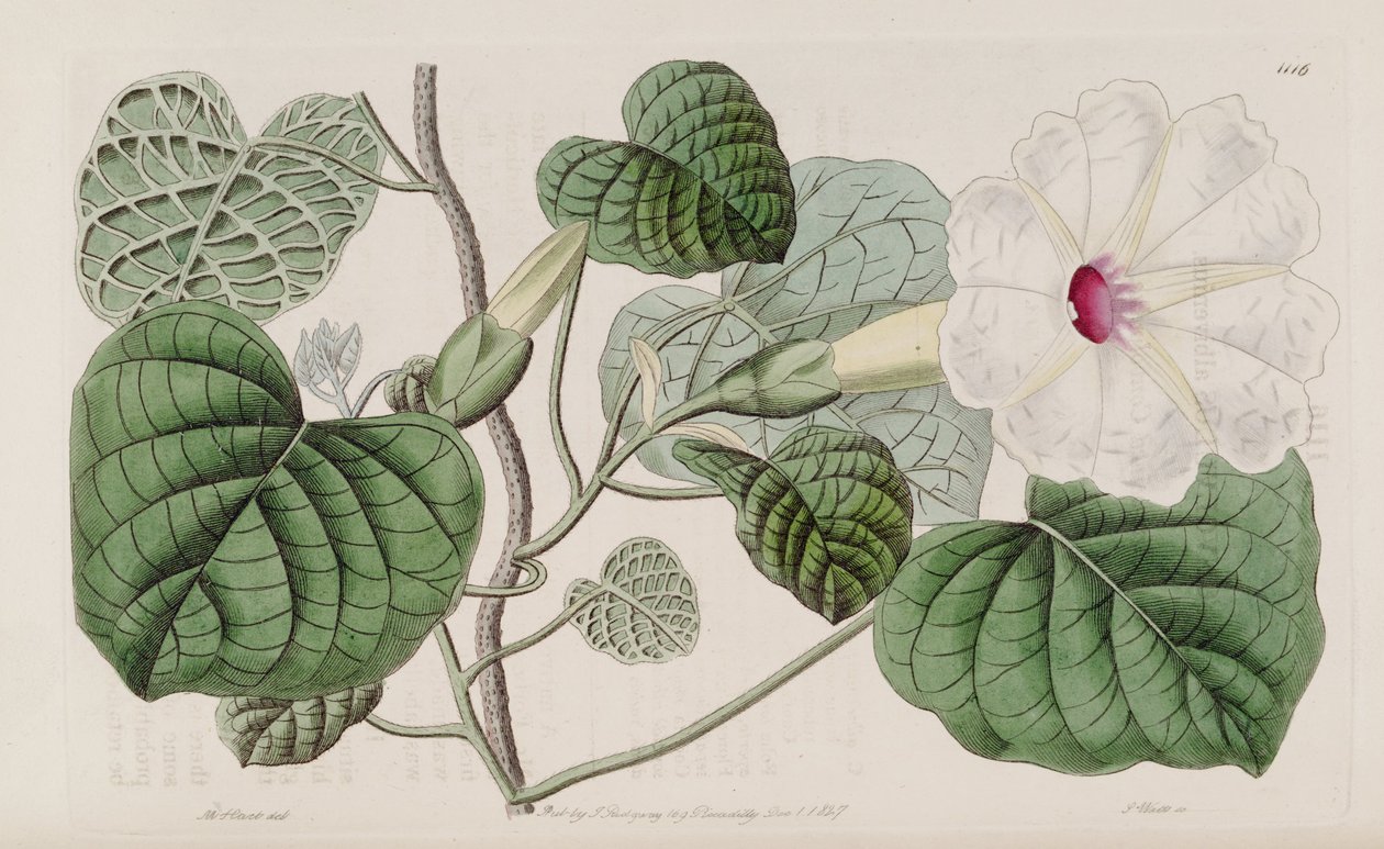 Ipomoea albivenia 作者 约翰·林德利