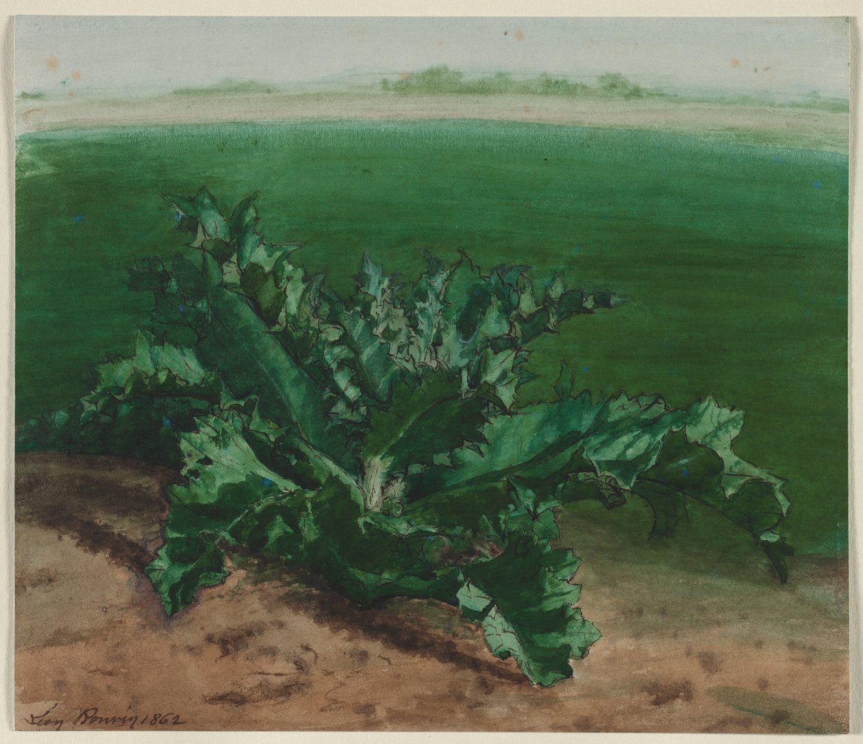 研究一种植物，可能是蓟，1862年。 作者 莱昂·邦万