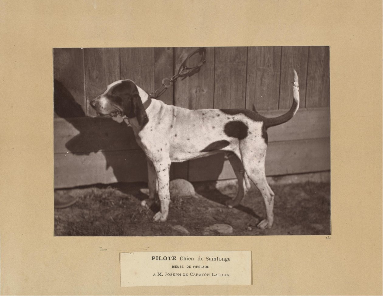 Pilote, Chien de Saintonge, Meute de Virelade, A.M. Joseph de Carayon Latour 作者 里昂·克雷米耶