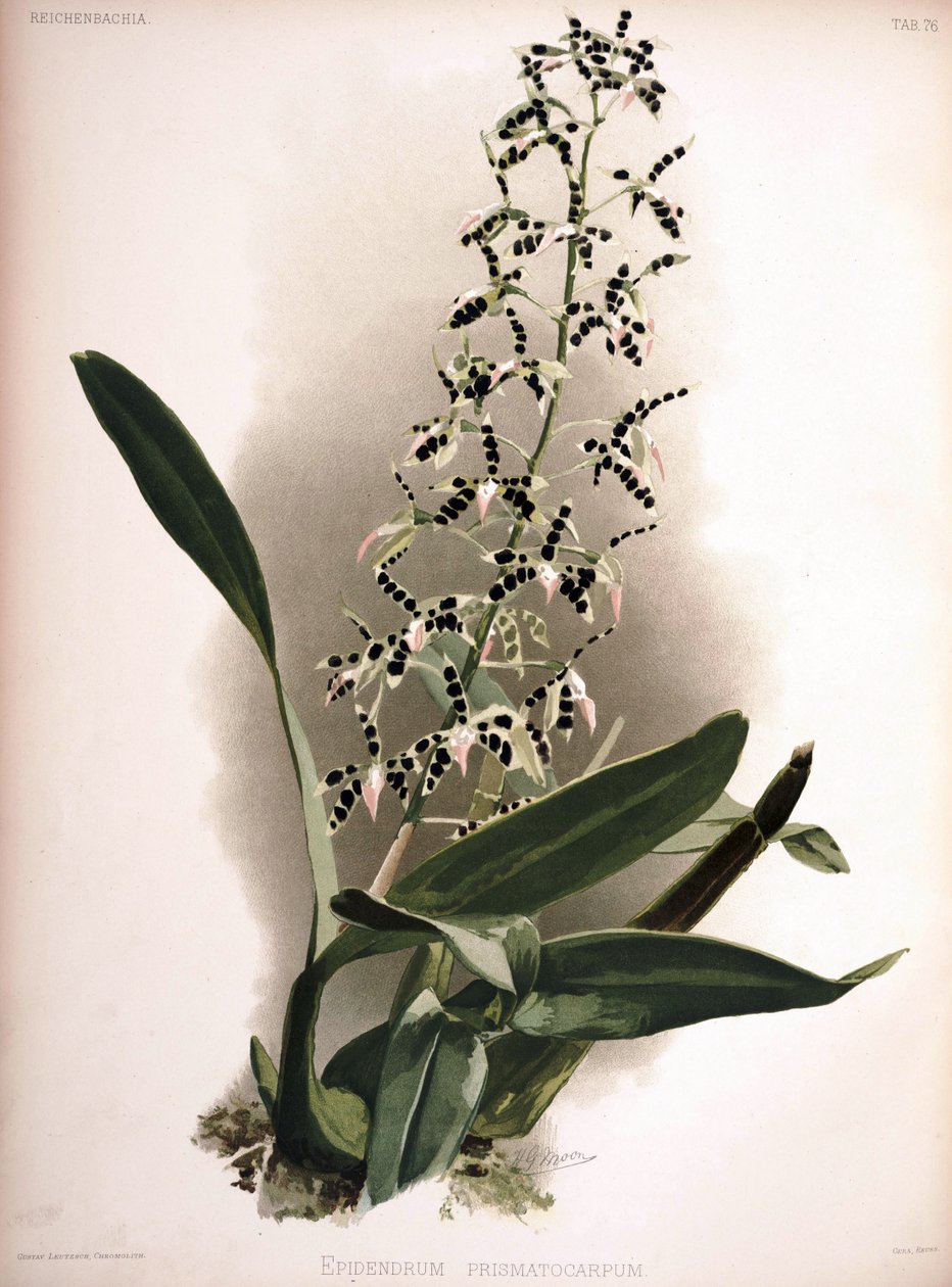 Prosthechea prismatocarpa as syn。：Epidendrum prismatocarpum 作者 伦敦H.索瑟兰公司