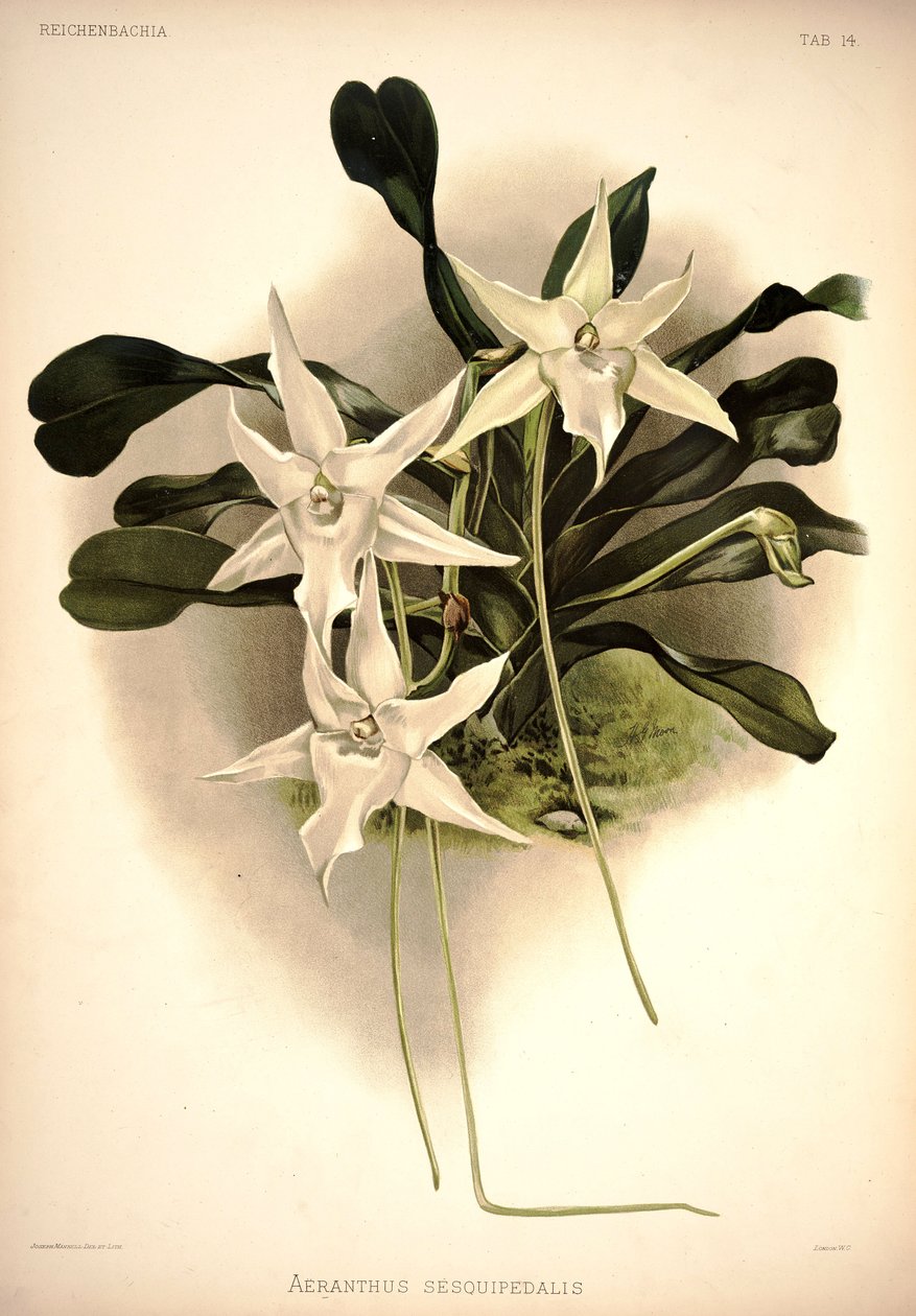 Listrostachys sesquipedale 作者 伦敦H.索瑟兰公司