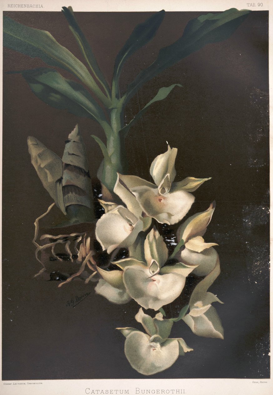 Catasetum pileatum as syn：Catasetum bungerothii 作者 伦敦H.索瑟兰公司