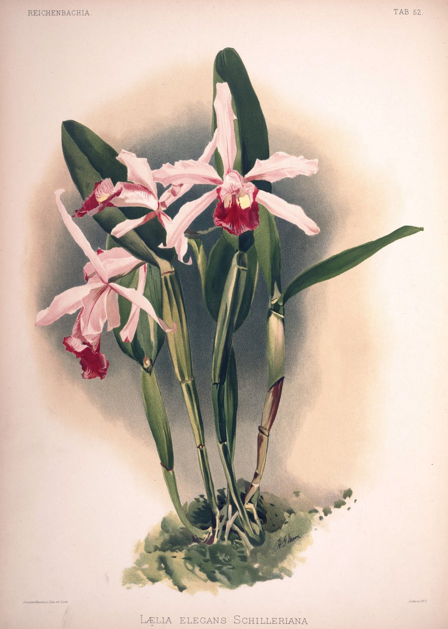 Cattleya×优雅，同义词：Laelia×elegans var。 schilleriana 作者 伦敦H.索瑟兰公司