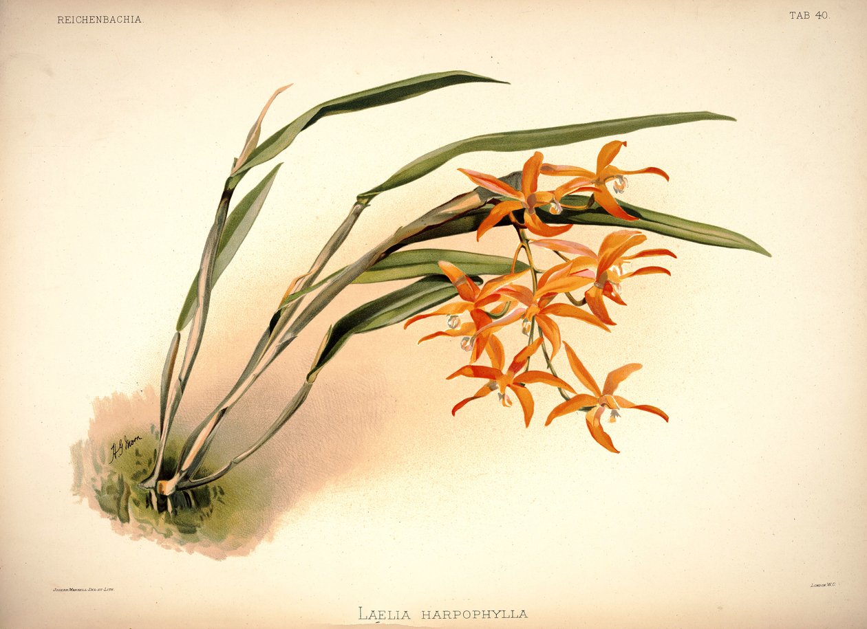Cattleya harpophylla 作者 伦敦H.索瑟兰公司