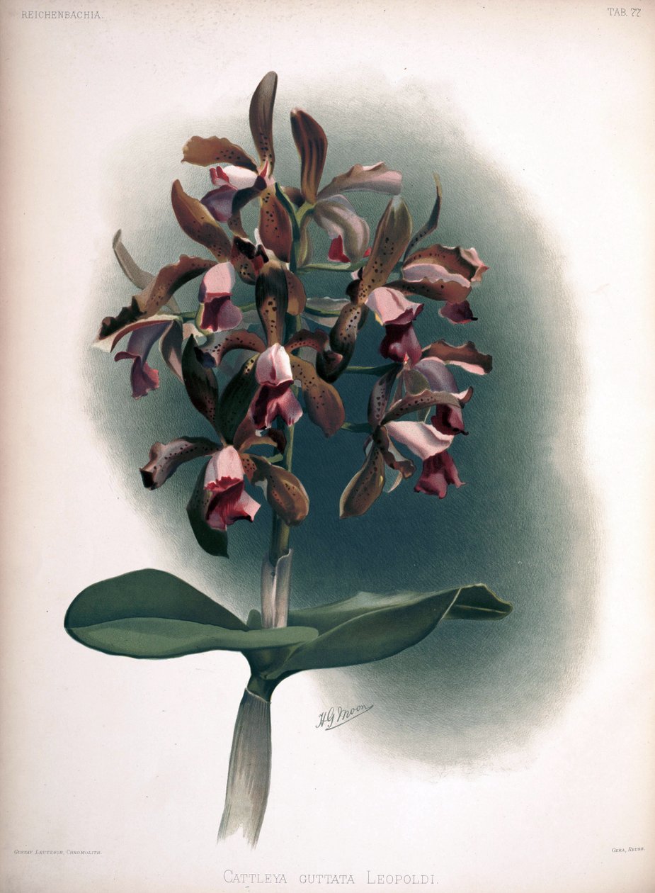 Cattleya tigrina as syn：Cattleya guttata var。 leopoldii 作者 伦敦H.索瑟兰公司