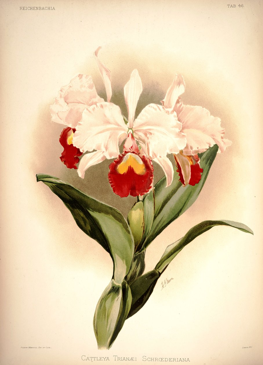 Cattleya trianae 作者 伦敦H.索瑟兰公司
