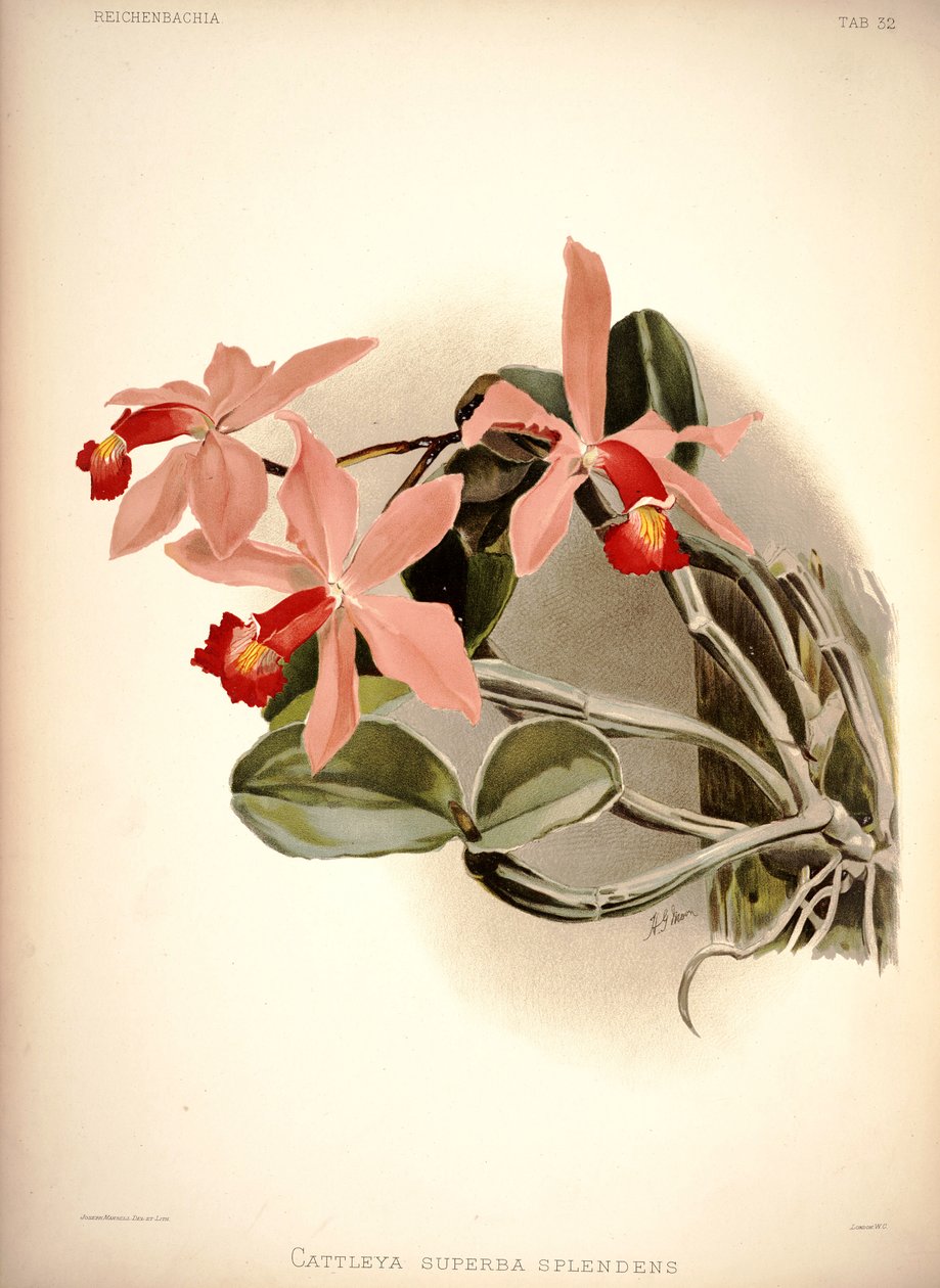Cattleya violacea 作者 伦敦H.索瑟兰公司