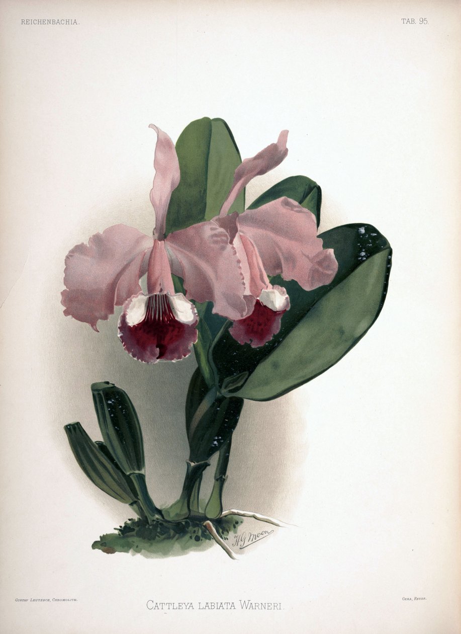 Cattleya warner as syn：Cattleya labiata var。沃 作者 伦敦H.索瑟兰公司