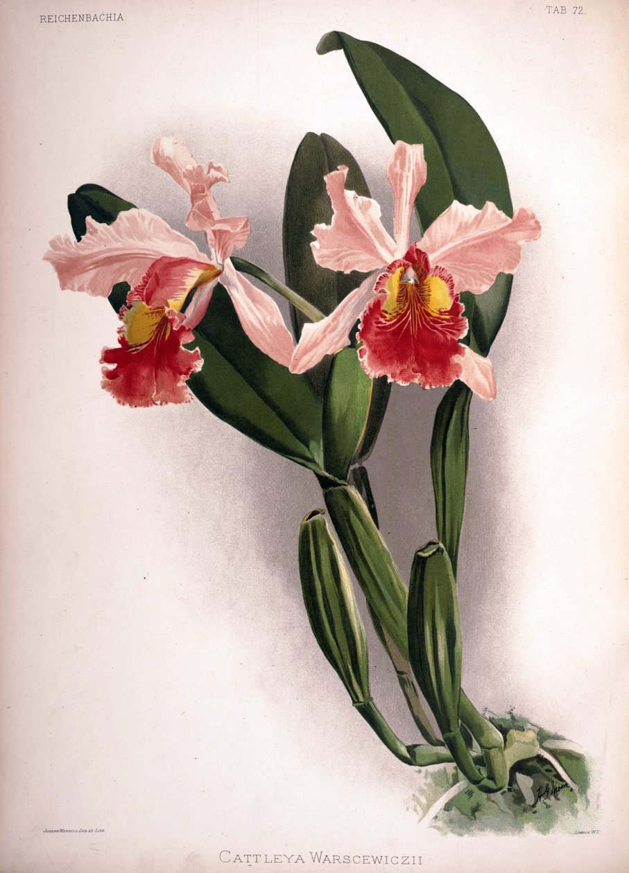 Cattleya warscewiczii 作者 伦敦H.索瑟兰公司