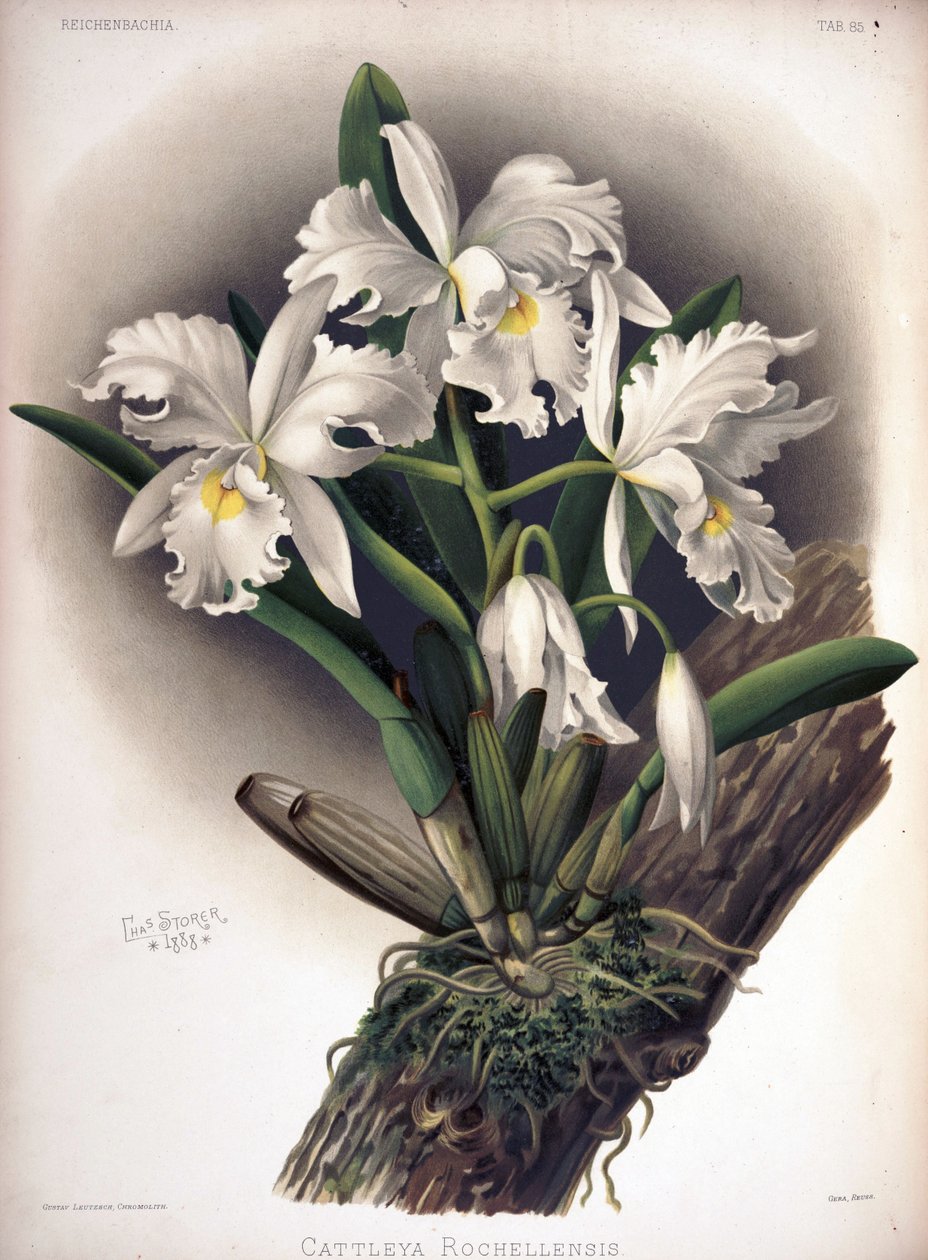 Cattleya warscewiczii as syn：Cattleya warscewiczii f。 rochellensis 作者 伦敦H.索瑟兰公司