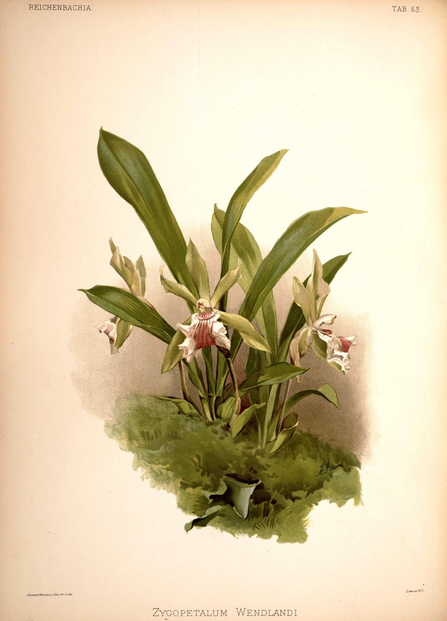 Cochleanthes aromatica，syn。：Zygopetalum wendlandii 作者 伦敦H.索瑟兰公司