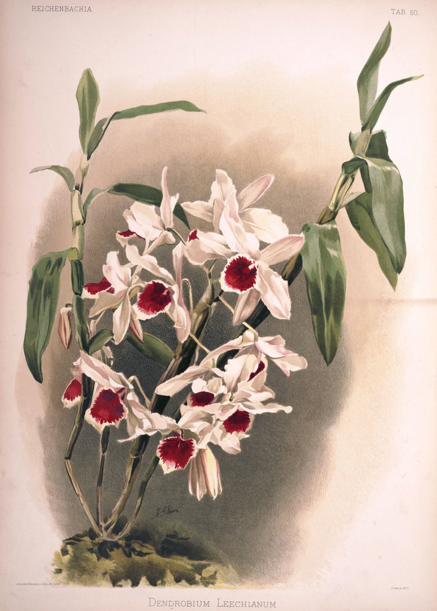 大花蕙兰次leechianum 作者 伦敦H.索瑟兰公司