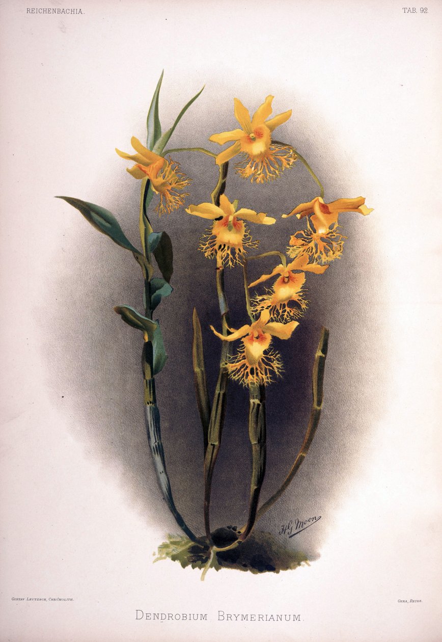 石斛兰（Dendrobium brymerianum） 作者 伦敦H.索瑟兰公司