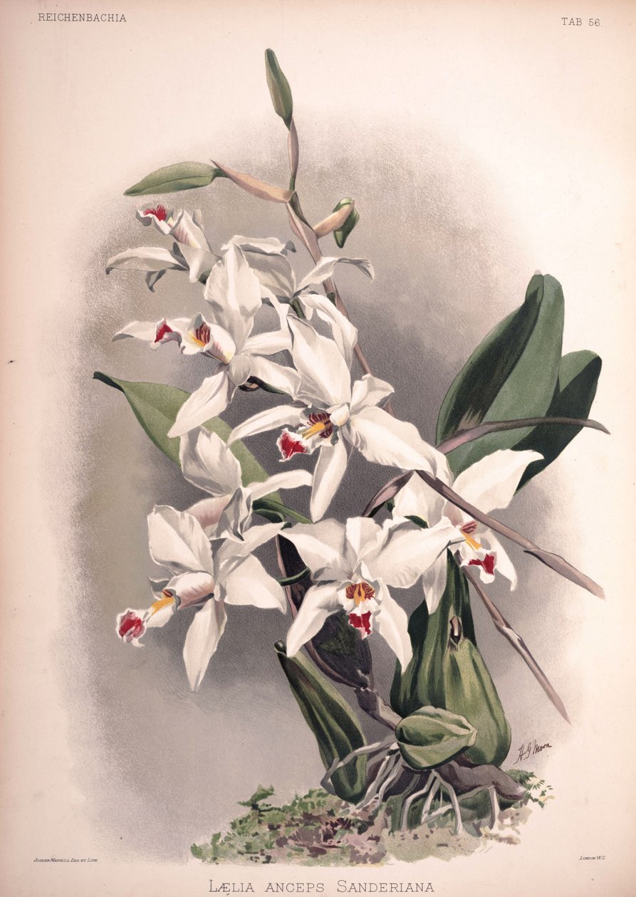 Laelia SYN：Laelia SSP。富贵竹 作者 伦敦H.索瑟兰公司