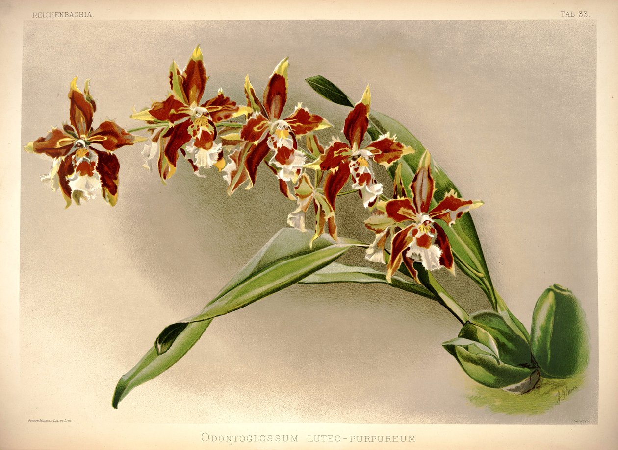 Odontoglossum luteopurpureum 作者 伦敦H.索瑟兰公司