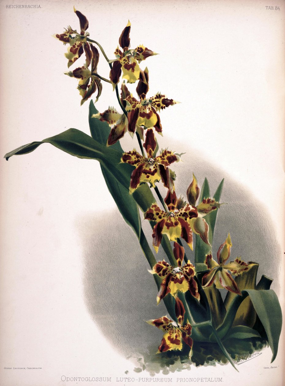 Odontoglossum luteopurpureum 作者 伦敦H.索瑟兰公司