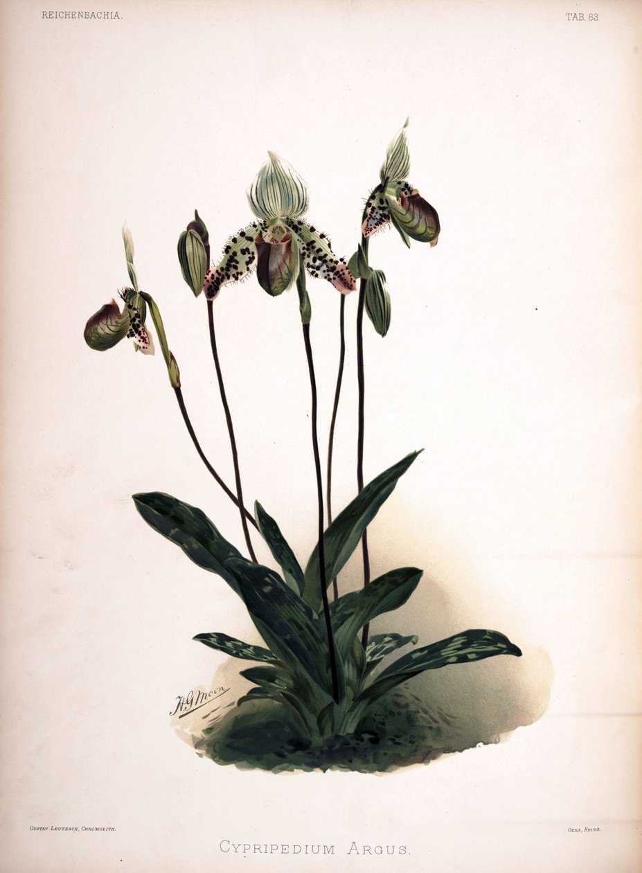 兜兰属于同义词：Cypripedium argus 作者 伦敦H.索瑟兰公司
