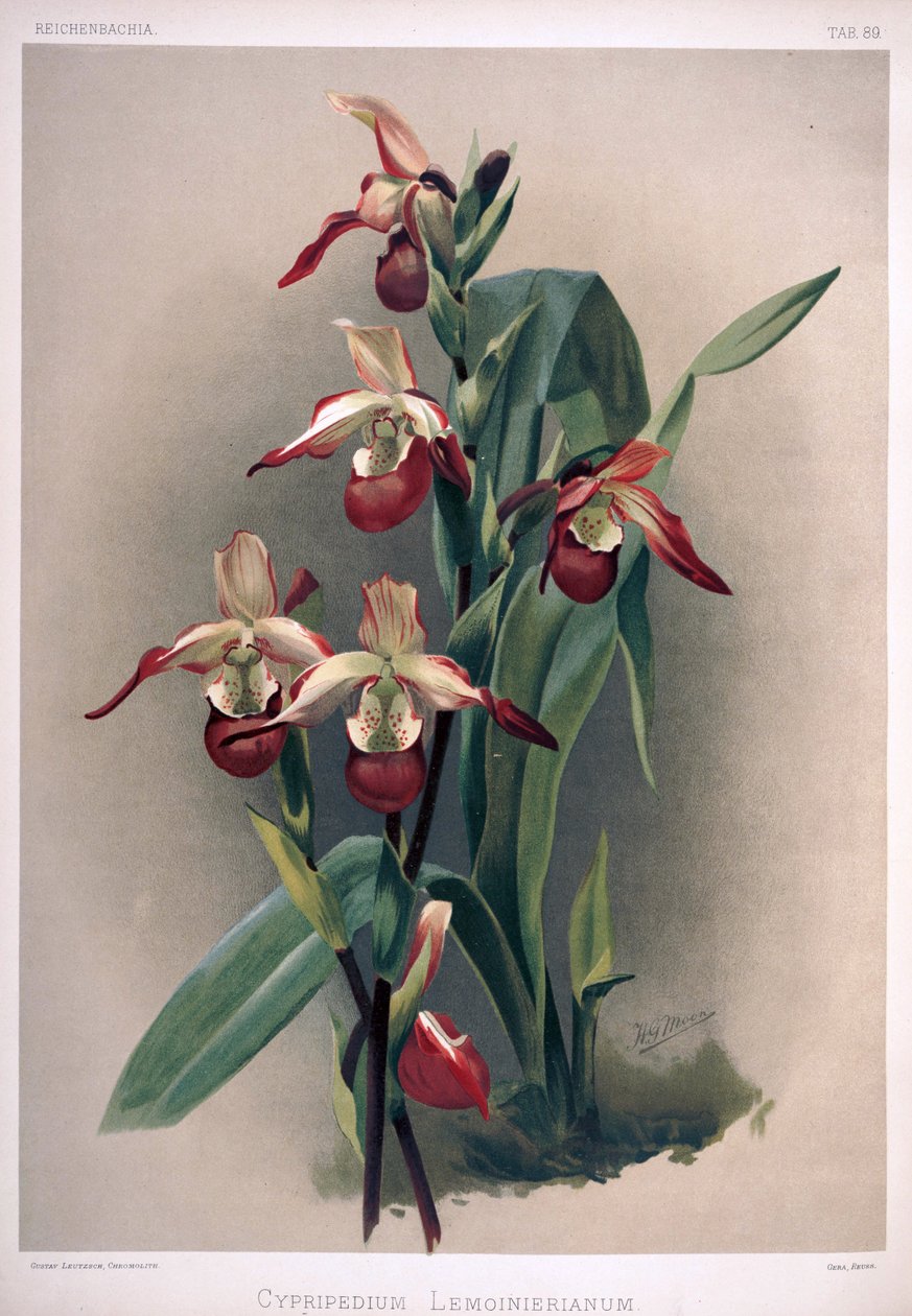 Phragmipedium×sedenii as syn：Cypripedium×lemoinierianum 作者 伦敦H.索瑟兰公司