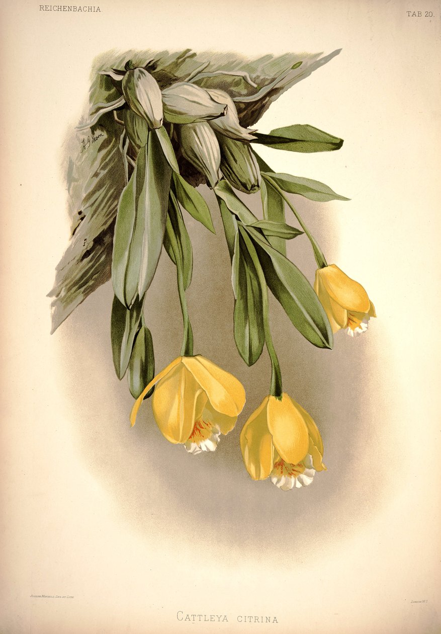 Prosthechea citrina（as：Cattleya citrina） 作者 伦敦H.索瑟兰公司