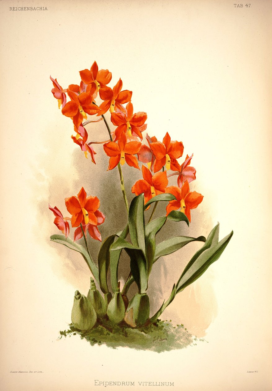 Prosthechea vitellina 作者 伦敦H.索瑟兰公司