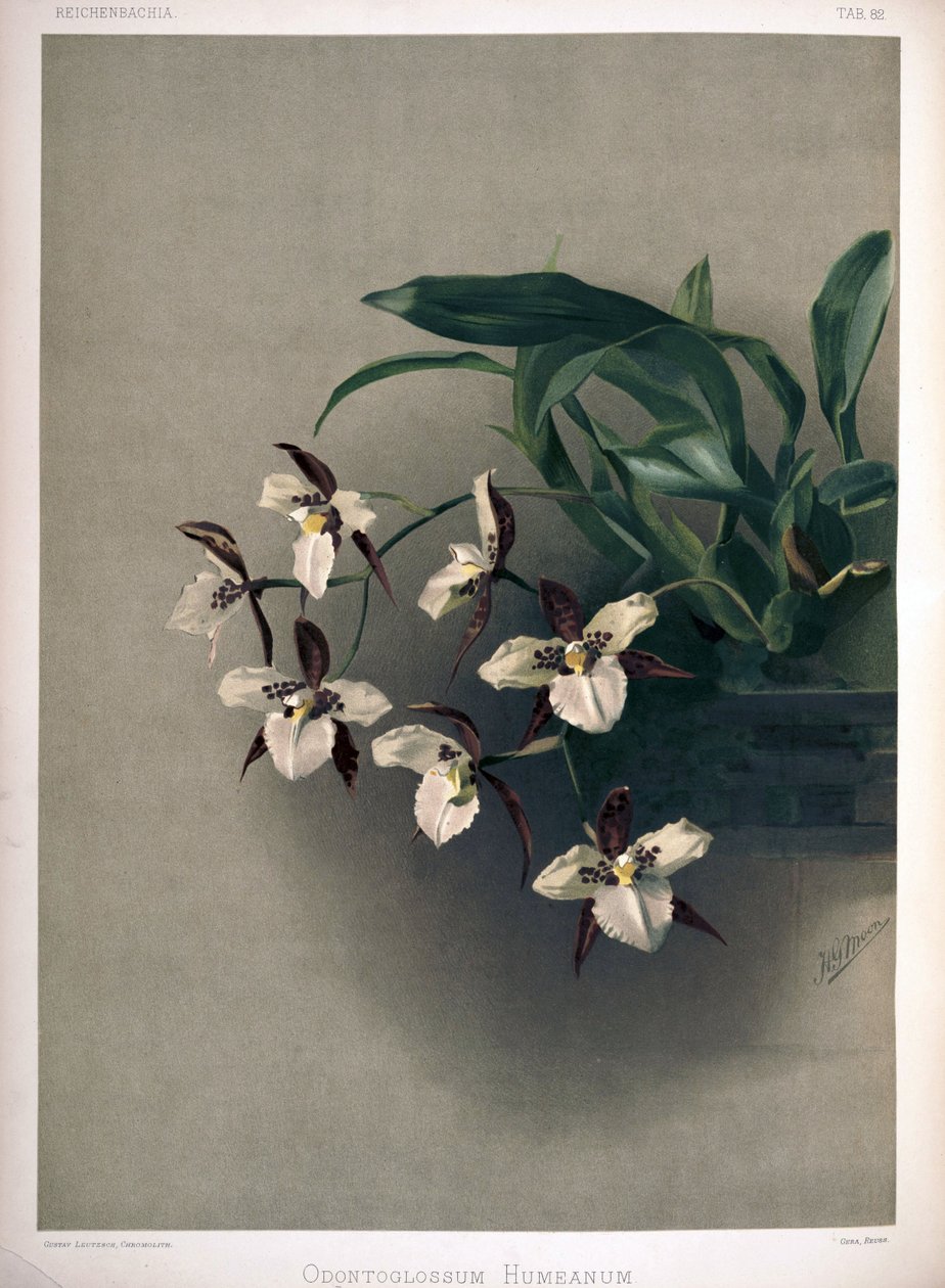 Rhynchostele×humeana as syn：Odontoglossum×humeanum 作者 伦敦H.索瑟兰公司