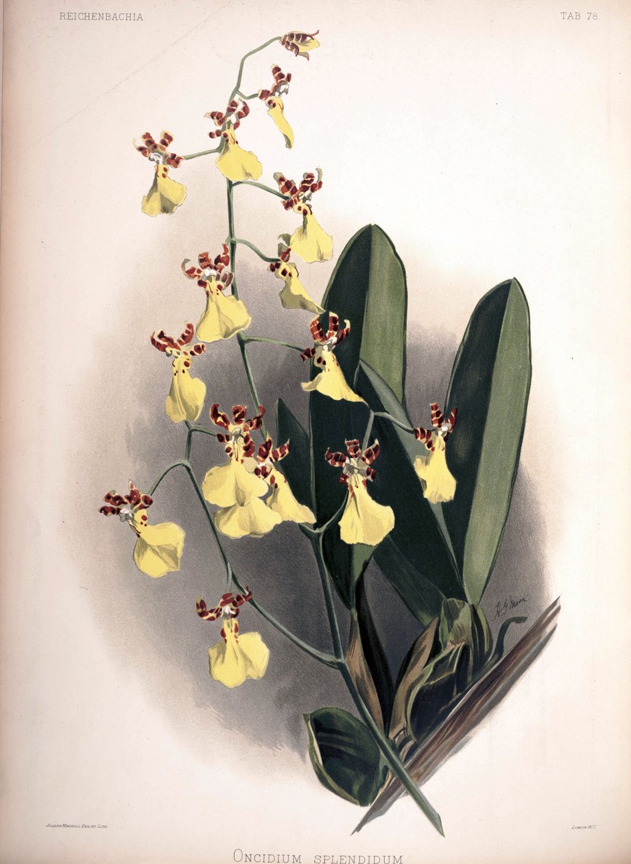 Trichocentrum明亮闪耀的SYN：oncidioides 作者 伦敦H.索瑟兰公司