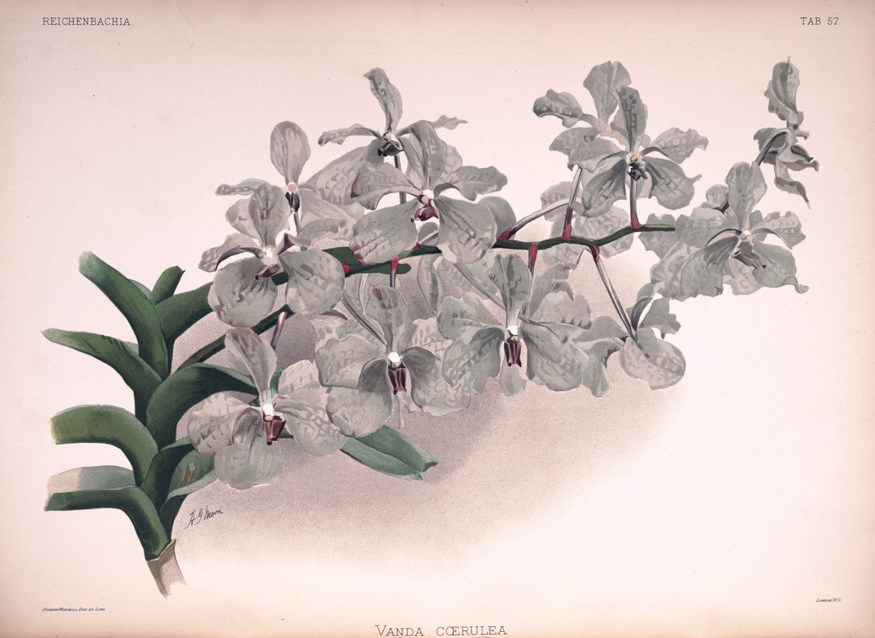 Vanda coerulea 作者 伦敦H.索瑟兰公司