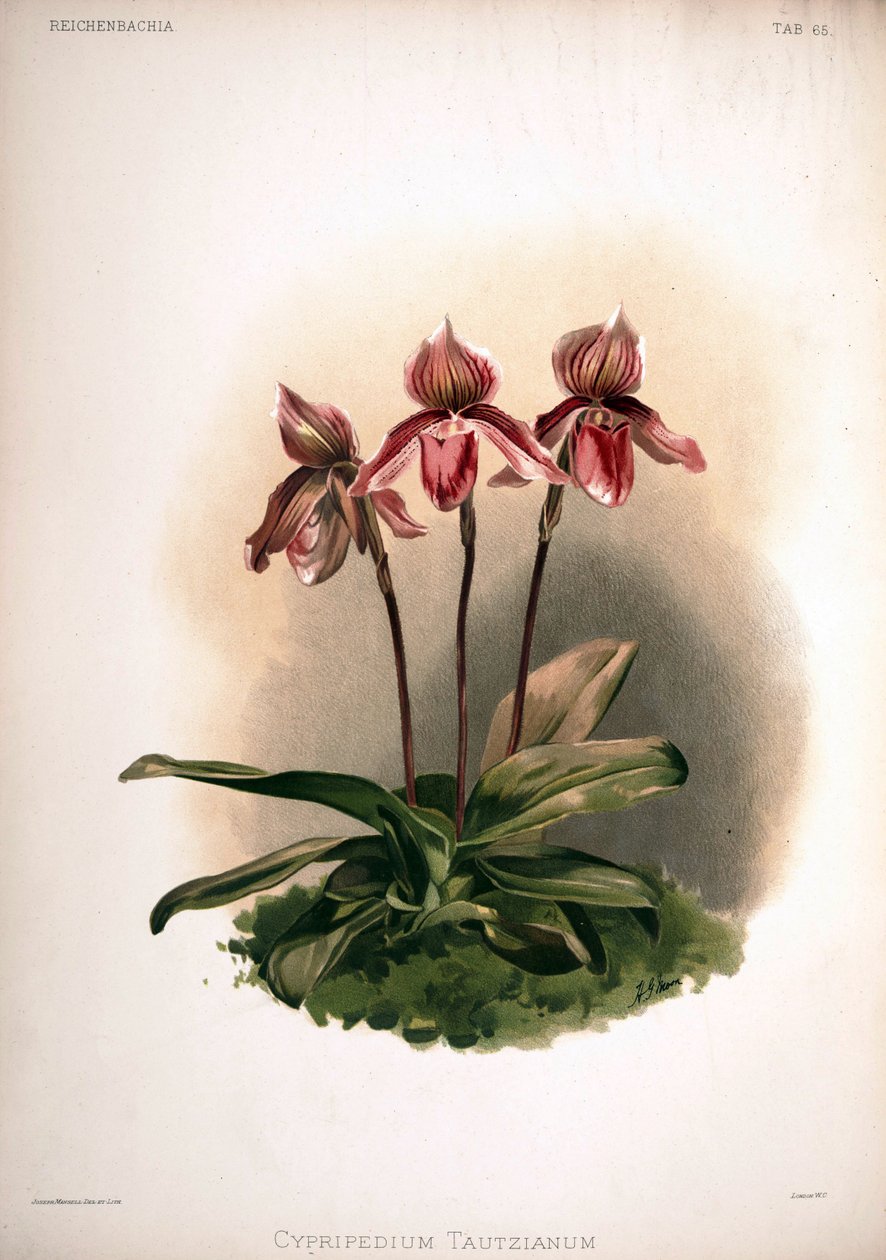 pri兰×aut（Tautzianum cultivar）=（兜兰兜兰（Paphiopedilum barbatum）×兜兰兜兰（Paphiopedilum niveum）） 作者 伦敦H.索瑟兰公司