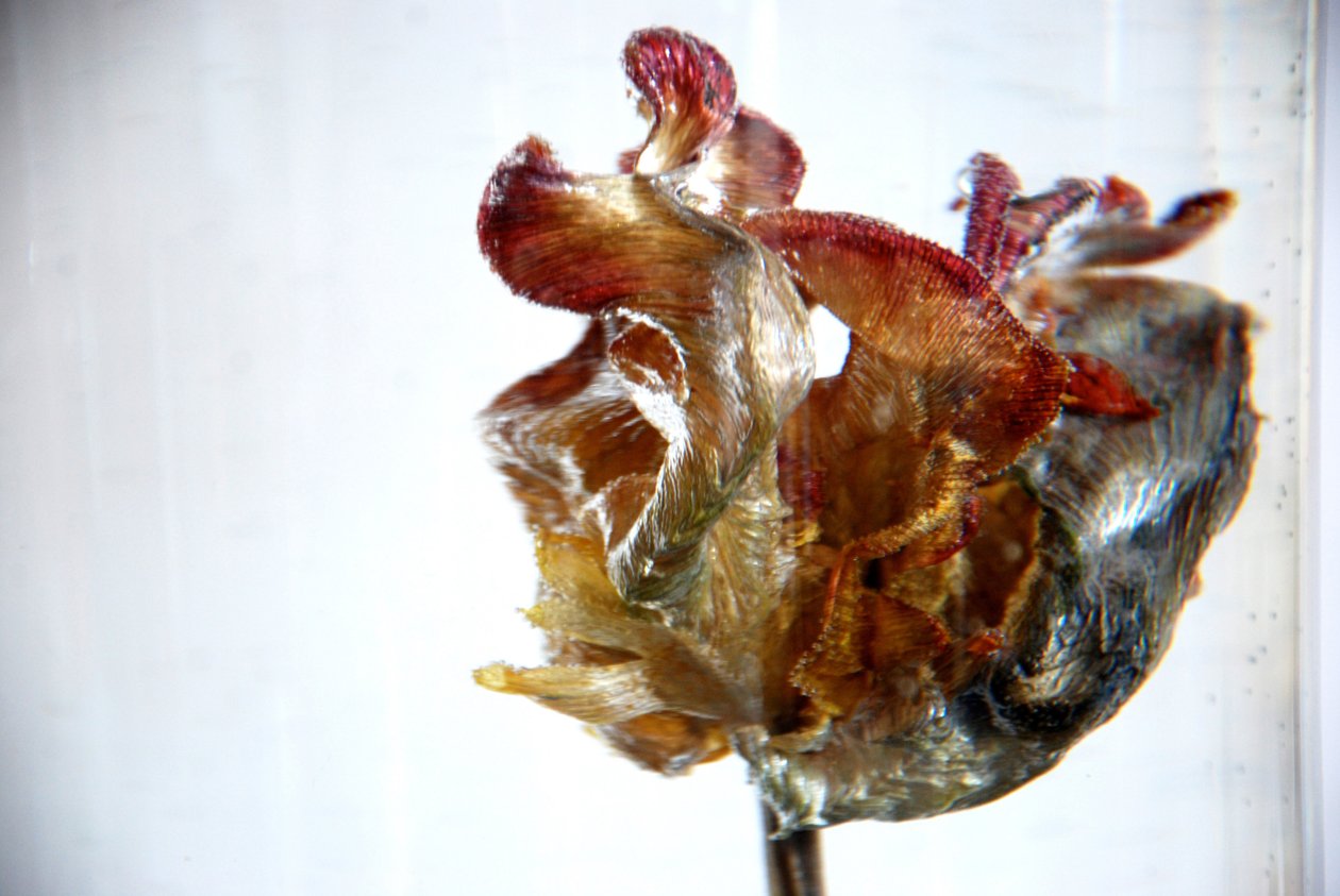 水郁金香4,2013，照片 作者 卢·吉布斯