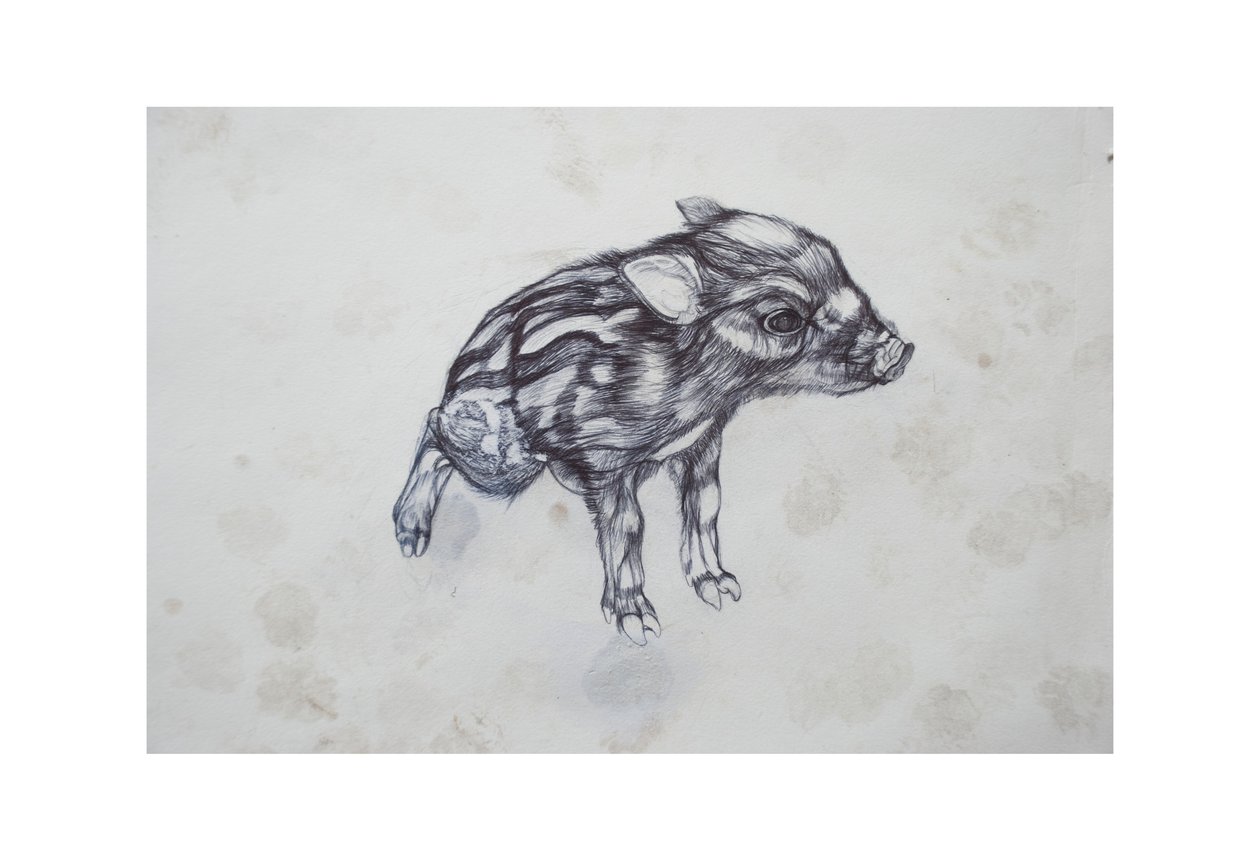 小猪，2015，（纸上的比比罗） 作者 卢·吉布斯