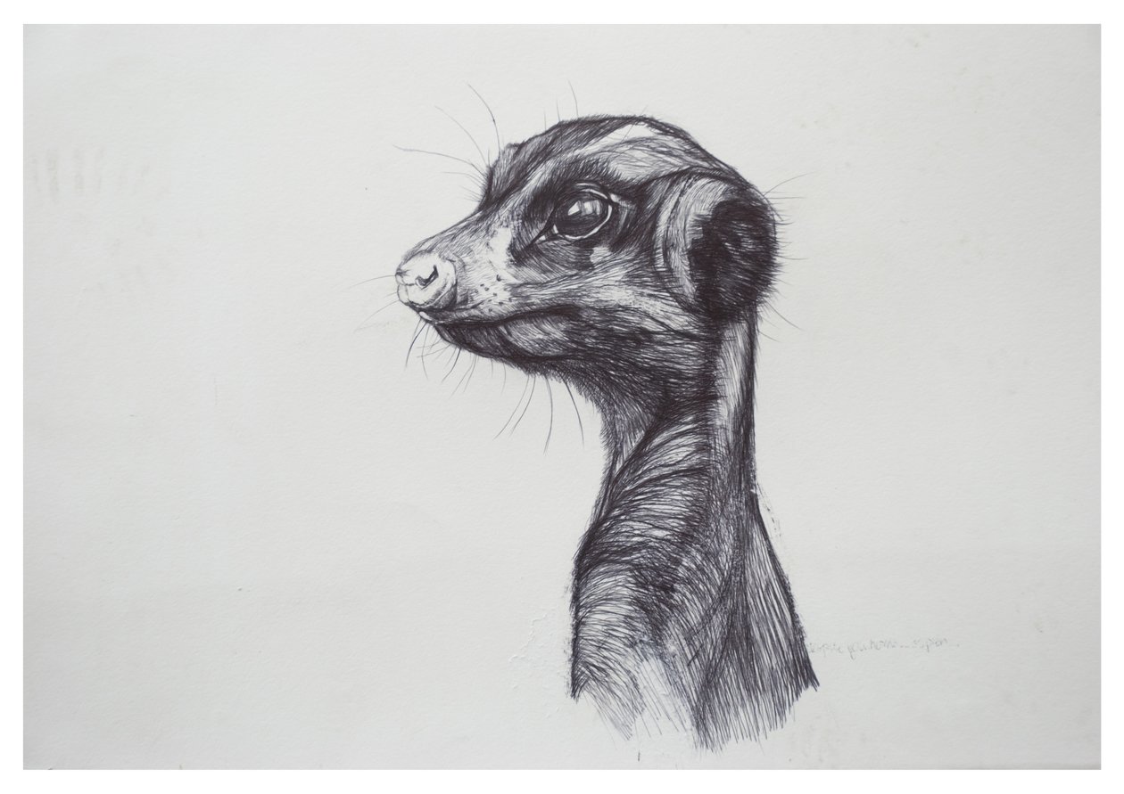 Meerkat，2016，（纸上谈兵局） 作者 卢·吉布斯