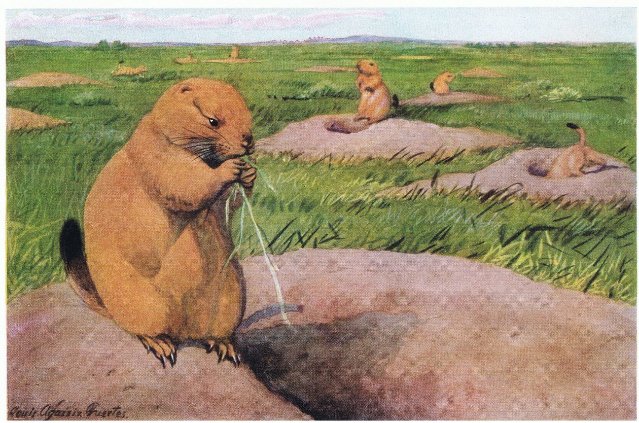 Black Tailed Prairie Dogs保持草坪短小，一览无余 作者 路易斯·阿加西兹·富埃特斯
