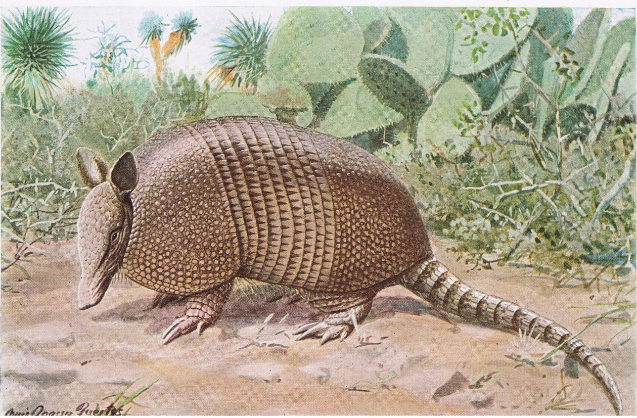 Nine Banded Armadillo，以midriff的重叠板块命名 作者 路易斯·阿加西兹·富埃特斯