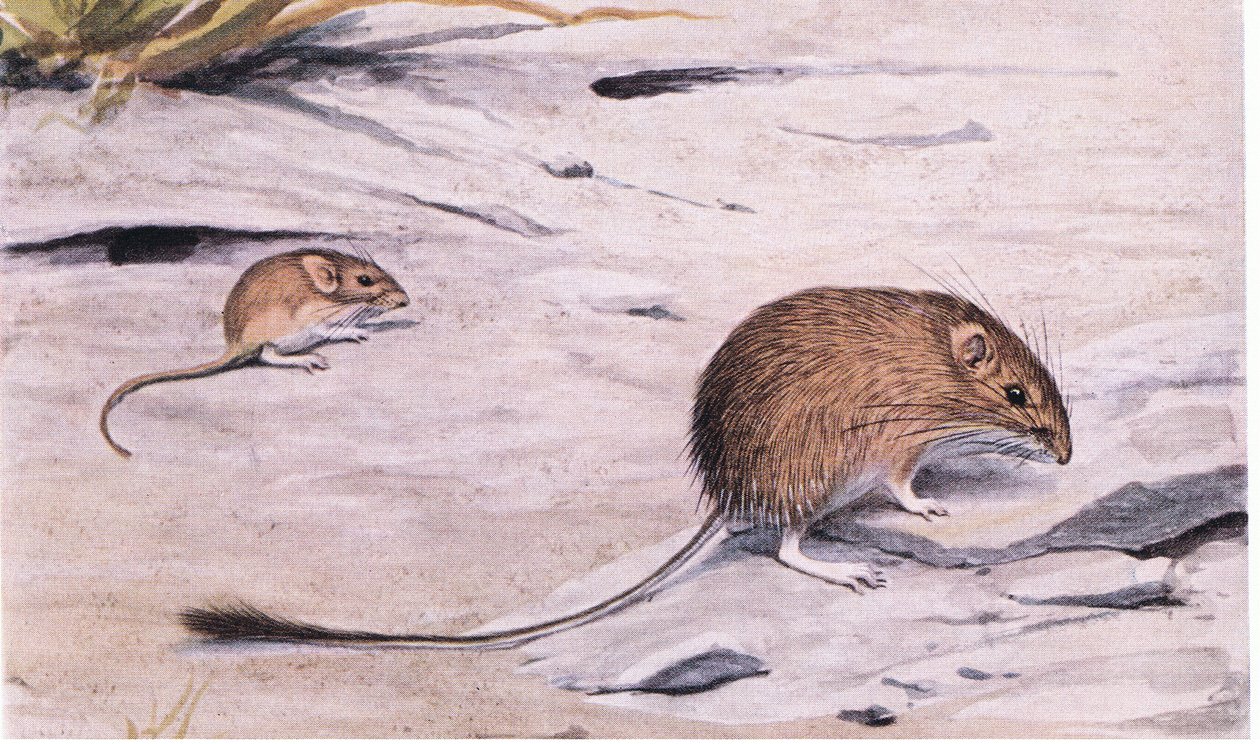 Silky Pocket Mouse侦察种子 作者 路易斯·阿加西兹·富埃特斯