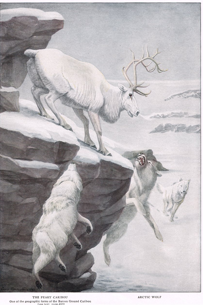 Peary Caribou 作者 路易斯·阿加西兹·富埃特斯