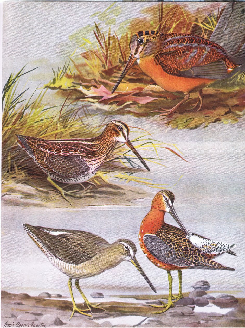 Wilsons Snipe，Eastern Dowitcher，美国伍德考克 作者 路易斯·阿加西兹·富埃特斯