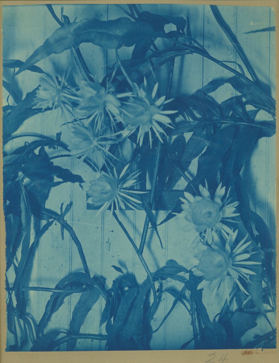 花卉研究，c.1900（原始山上的冷色调） 作者 路易斯·康福特·蒂芙尼