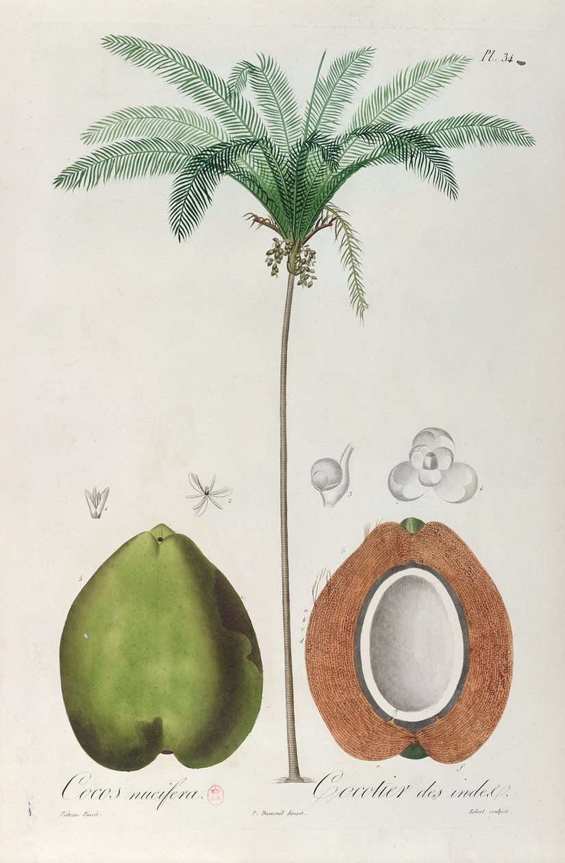 椰子和椰子树（棕榈树），来自弗朗索瓦·理查德·德·图萨克的“Flore des Antilles”，1808年 作者 路易斯·米歇尔·杜梅斯尼尔