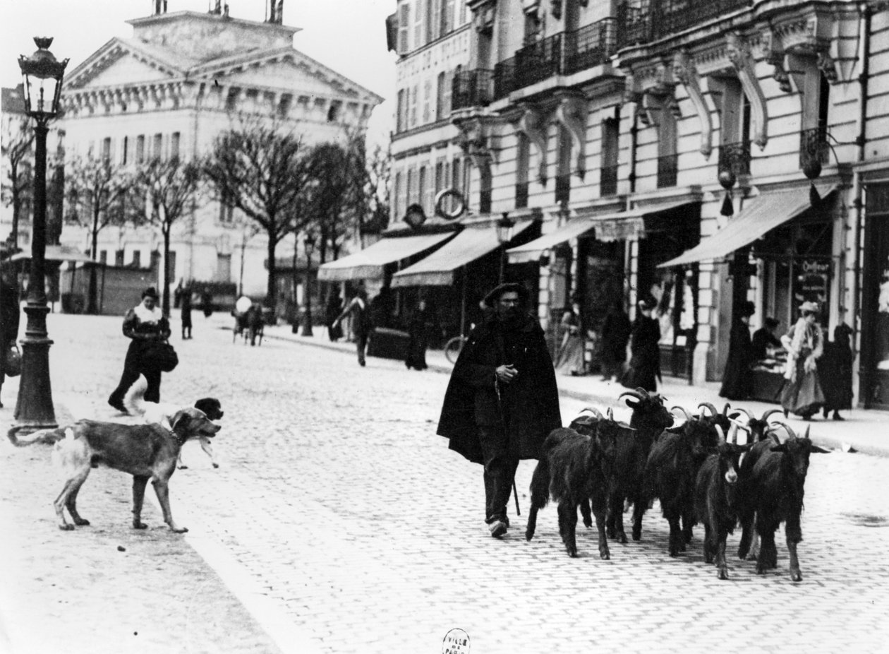 Goatherd驾驶他的一群山羊在Cours de Vincennes，巴黎，c.1900（bw照片） 作者 路易·维尔特