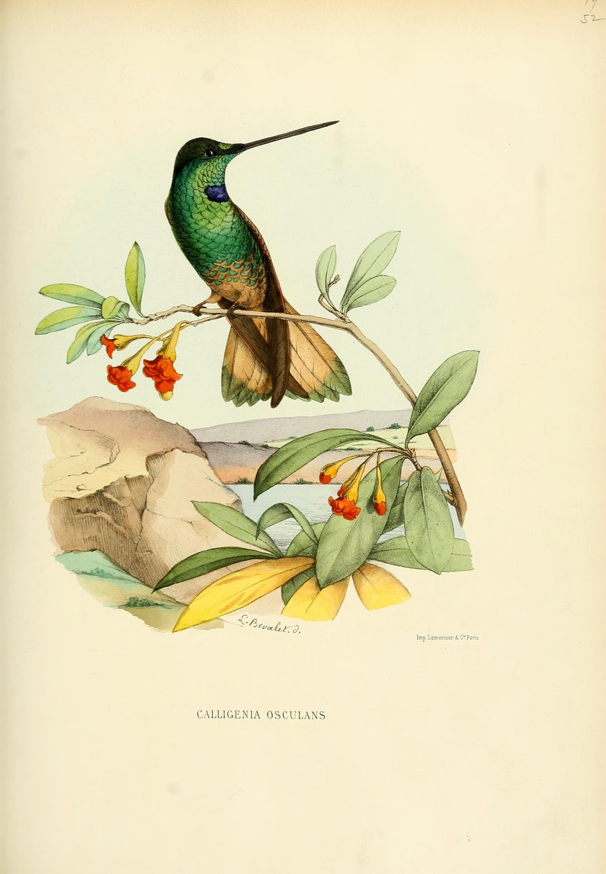 Calligenia吻= Coeligena violifer 作者 路易·维克多·贝瓦莱特