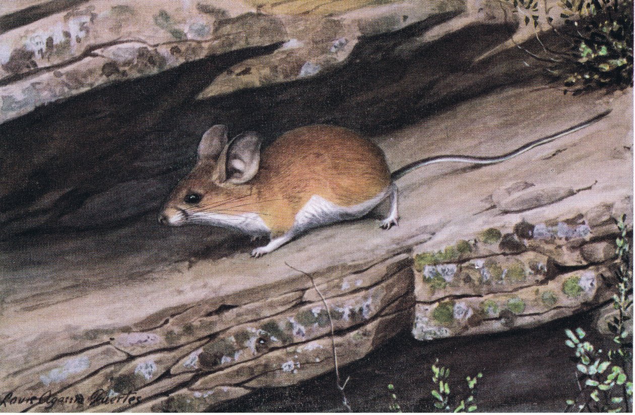 Big Eared Pinion Mouse代表了西南部崎岖峡谷中的白脚氏族 作者 路易斯·阿加西兹·富埃特斯
