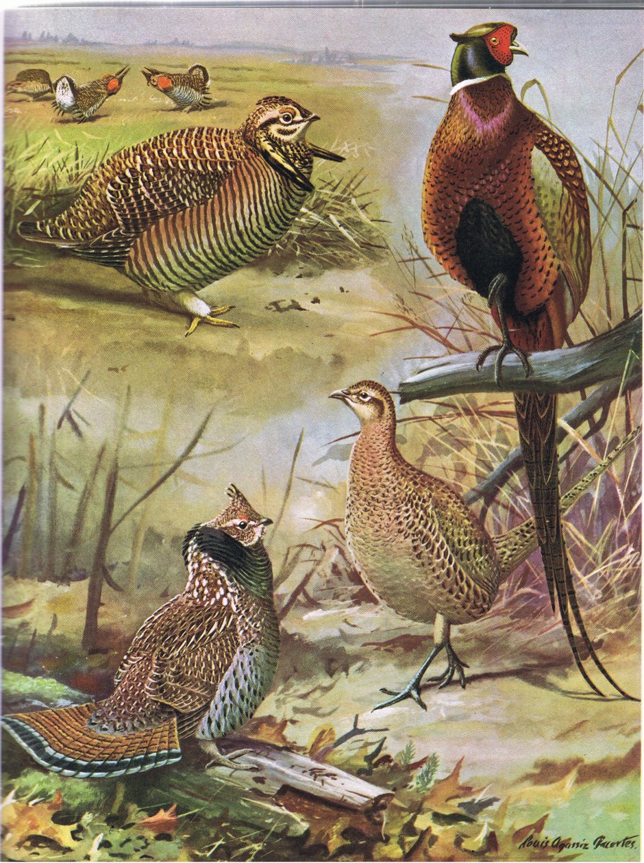 Heath Hen，Ring Necked Pheasant，Eastern Ruffed Grouse 作者 路易斯·阿加西兹·富埃特斯