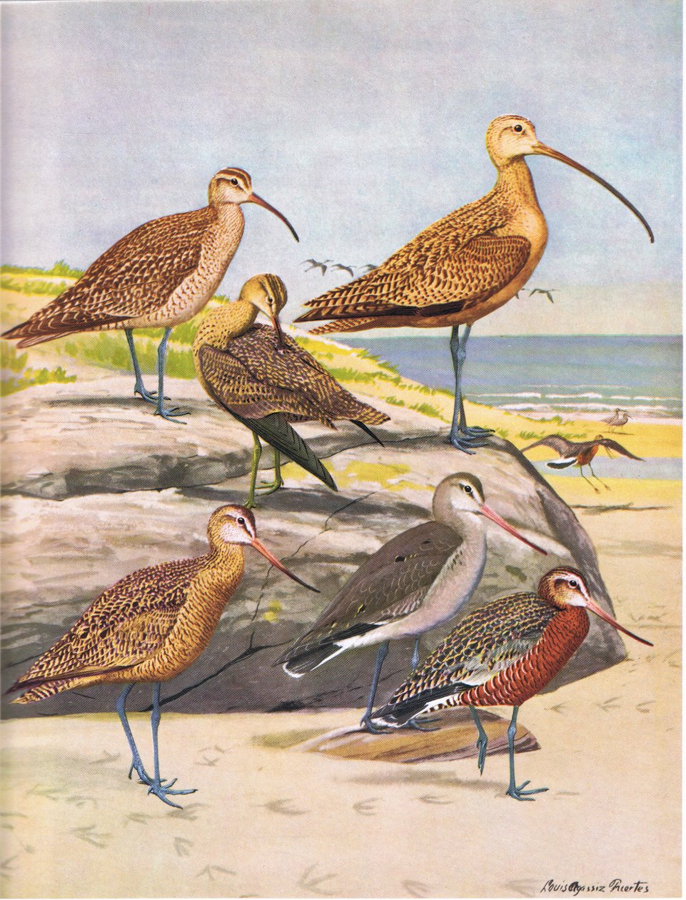Hudsonian Curlew，Eskimo Curlew，Long Billed Curlew，Marbled Godwit，Hudsonian Godwit 作者 路易斯·阿加西兹·富埃特斯