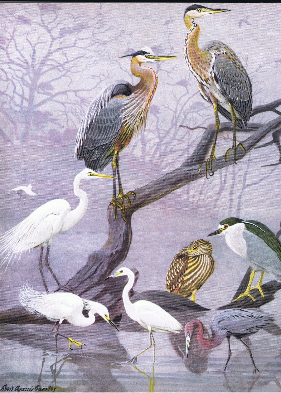 北美东部和中部美国鸟类自然史的插图。作者：Bramhall House c.1970 作者 路易斯·阿加西兹·富埃特斯