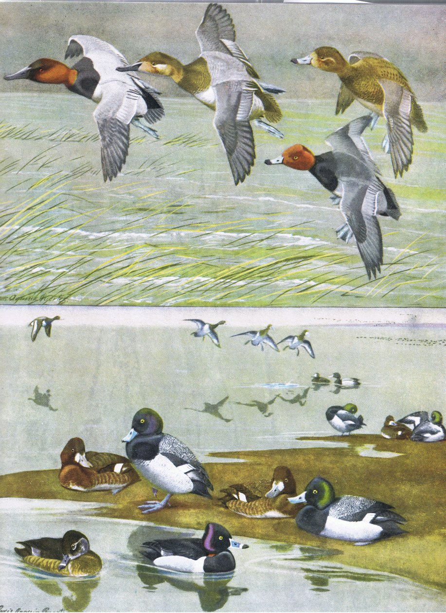 北美东部和中部美国鸟类自然史的插图。作者：Bramhall House c.1970 作者 路易斯·阿加西兹·富埃特斯
